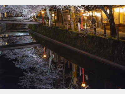 夜桜と木屋町小路