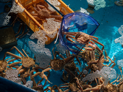 松葉がには、玄関横の大きないけすで管理しています。