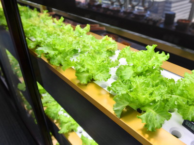 一画には水耕栽培の設備を設置し、採れたての野菜をご提供いたします