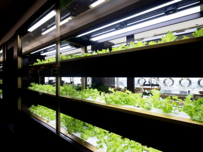 一画には水耕栽培の設備を設置し、採れたての野菜をご提供いたします