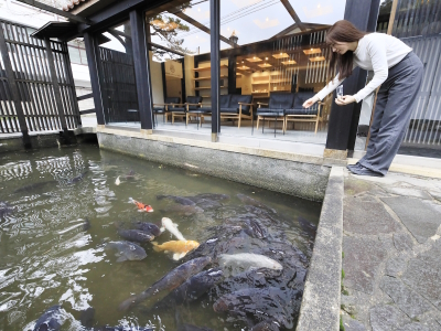 【ラウンジ鯉三】無料で鯉に餌やり（一例）