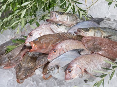 目の前の瀬戸内海で獲れた新鮮な魚介類