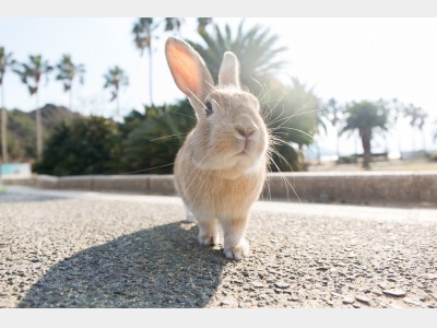 「ウサギ島」で知られる大久野島。島内には900羽にも及ぶ野生のうさぎが生息しています。