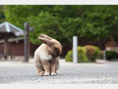 大久野島は竹原市の忠海港から船で約15分です。
