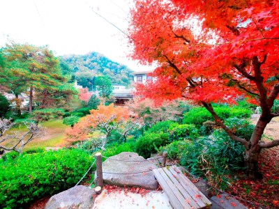 秋には紅葉が色づきます。