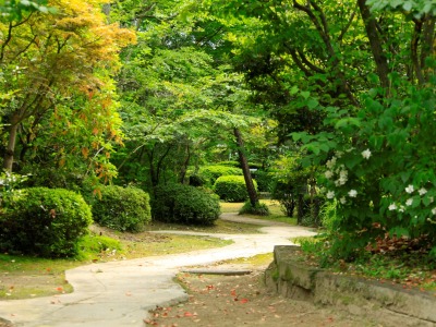 新緑が美しいお庭