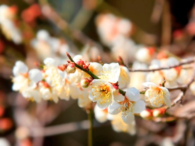 春になると桜が咲き誇ります