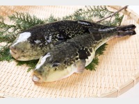 �V�R�Ƃ�ӂ��@�C���[�W