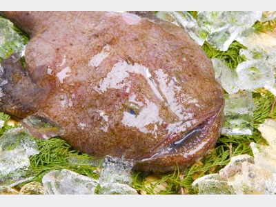 下関漁港で水揚げの鮟鱇