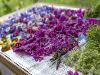 �I�[���C���N���[�V�u�i�C���[�W�j