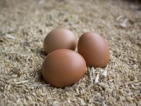 �I�[���C���N���[�V�u�i�C���[�W�j