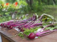 �I�[���C���N���[�V�u�i�C���[�W�j