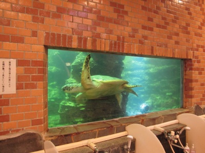 水族館大浴場を優雅に泳ぐ亀さん
