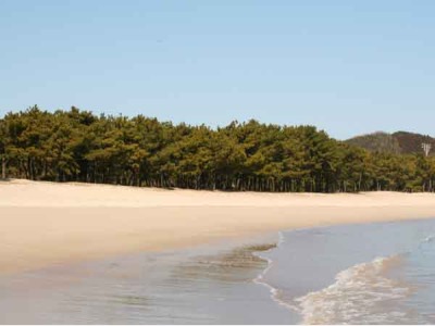 白砂青松の筒城浜