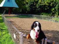 �h�b�O����