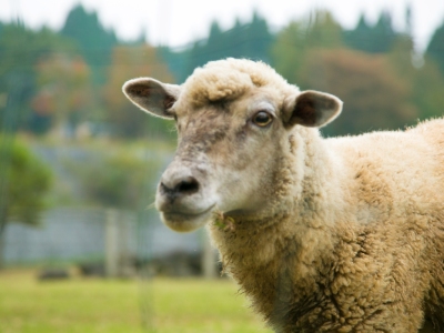 【館内施設】アニマルセラピー