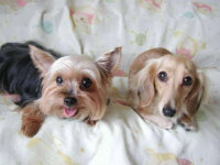 �y���كO�����s���O�z�y�M�i101�j����������p�I�V���C�t�q��