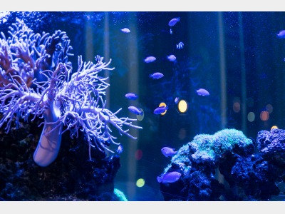 ロビー（水槽）