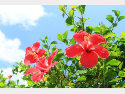 花