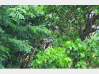 ���̃A�J�V���E�r��