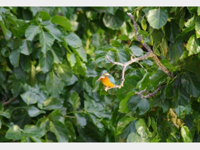 庭先のカワセミ