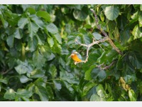 ���̃J���Z�~