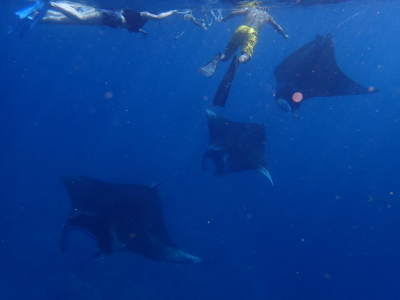 マンタシュノーケル