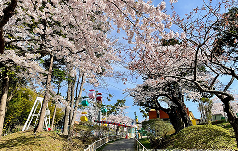 函館の二大花見スポット「函館公園」
