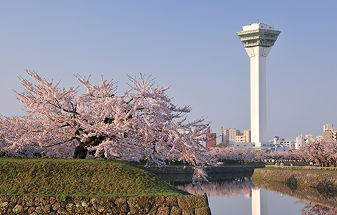 函館の二大花見スポット「五稜郭公園」
