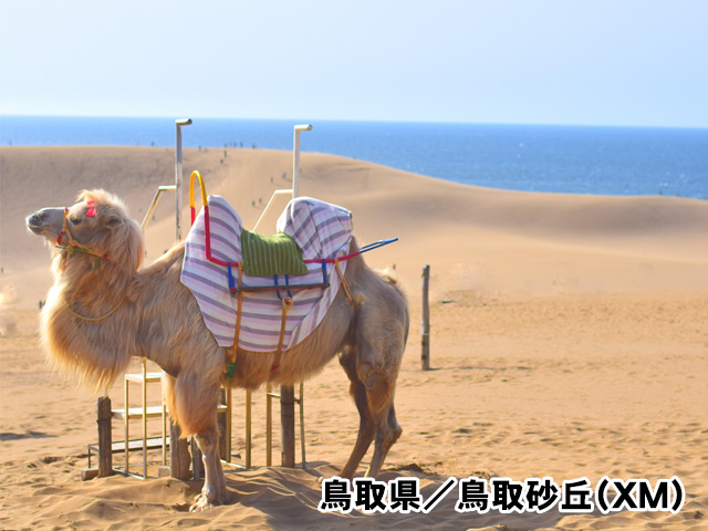 鳥取県／鳥取砂丘