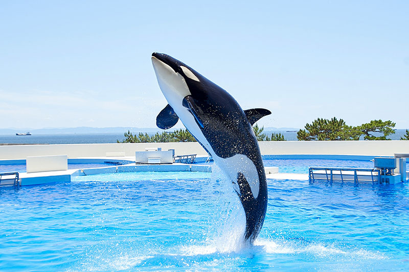 オルカパフォーマンス（イメージ）