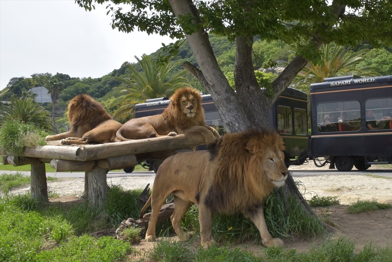 サファリワールドイメージ