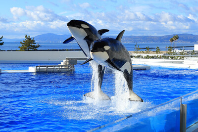 オルカパフォーマンス（イメージ）