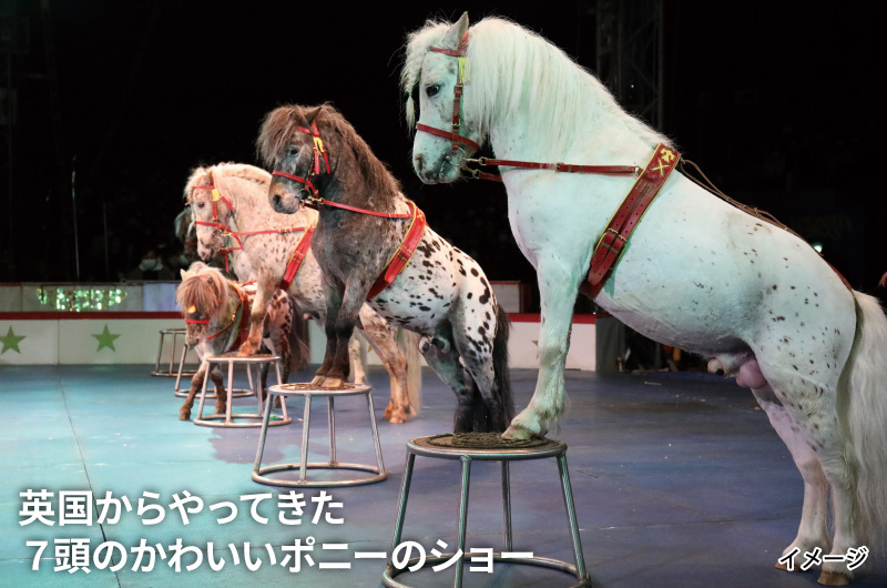 英国からやってきた７頭のかわいいポニーのショーのイメージ