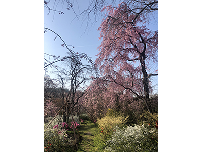 【2026年1月】知る人ぞ知る桜の名所「原谷苑」早朝先行入苑 往復タクシー送迎プラン