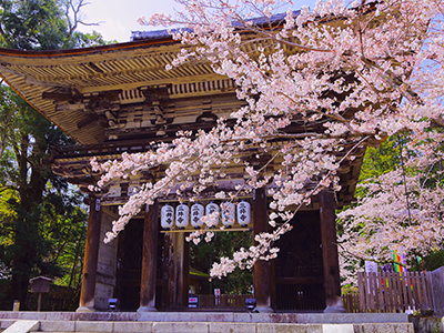 【2026年1月】tabiwaトラベルで貸切！三井寺「観月舞台」桜のリフレクション
