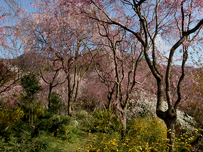 【2026年1月】知る人ぞ知る桜の名所「原谷苑」早朝先行入苑 往復タクシー送迎プラン