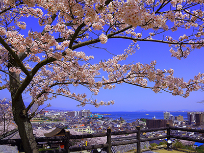 【2026年1月】tabiwaトラベルで貸切！三井寺「観月舞台」桜のリフレクション