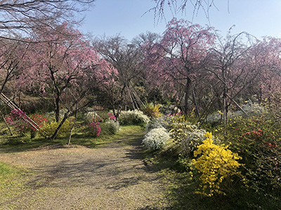 【2026年1月】京の桃源郷 桜名所「原谷苑」 ラクラク往復タクシー送迎プラン