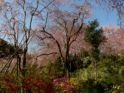 【2026年1月】京の桃源郷 桜名所「原谷苑」 ラクラク往復タクシー送迎プラン