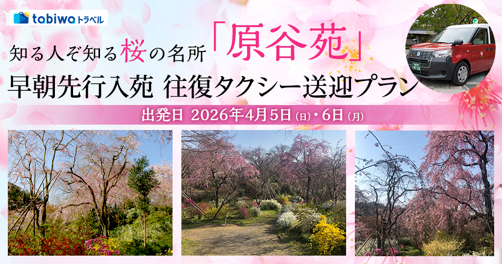 【2026年1月】知る人ぞ知る桜の名所「原谷苑」早朝先行入苑　往復タクシー送迎プラン