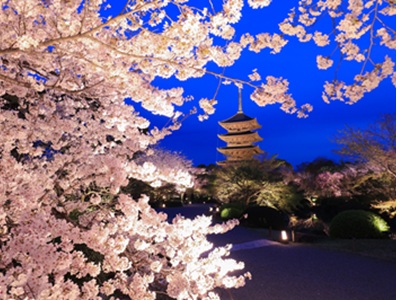 【2026年3月西の日】東寺夜桜ライトアップ<br>～リーガロイヤルホテル京都のラウンジで楽しむ春のスイーツとともに～　日帰り