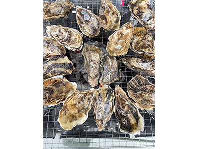 【2026年3月西の日】石の島　せとうち北木島の挑戦<br> ～「喜多嬉かき」でたどる　海と暮らしの未来図～　日帰り