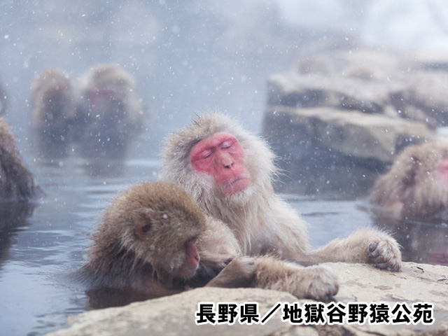 長野県／地獄谷野猿公苑