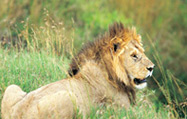 マサイ・マラ国立保護地区風景