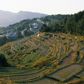 中山千枚田