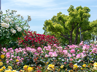 福山バラ公園