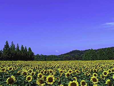 夏のおすすめ観光地