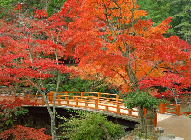 「世界遺産と紅葉の競演！秋の宮島・紅葉谷公園を歩く」