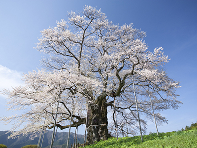 醍醐桜